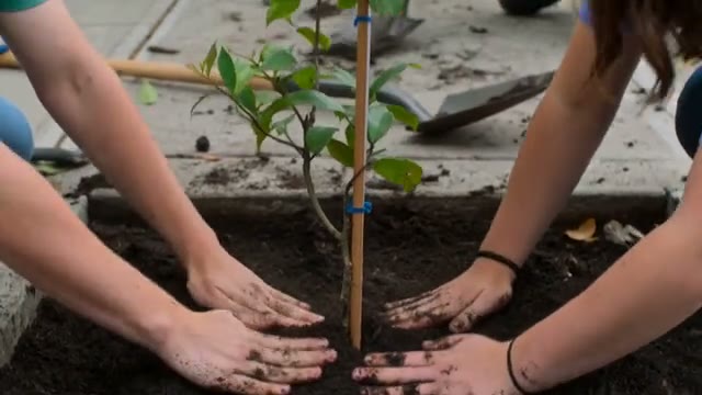 Tree planting on the block